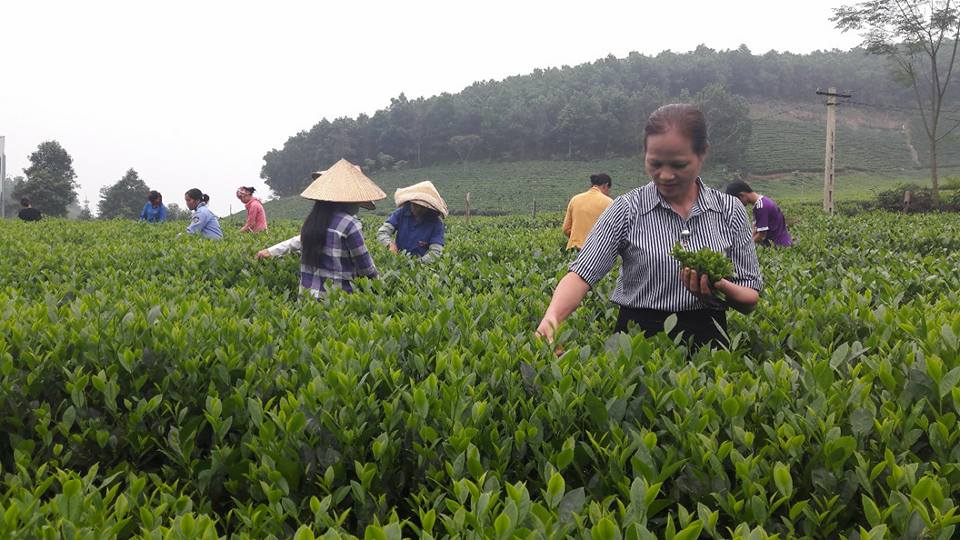 Người trồng chè Thái Nguyên vẫn nỗ lực hàng ngày để đảm bảo cung cấp ra thị trường Tết những sản phẩm chè sạch và ngon nhất.